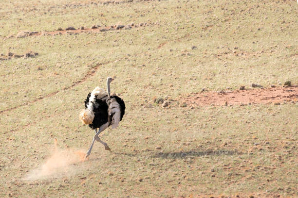 istock Ostrich in Sossusvlei, Sesriem, Namibia. 1141656135