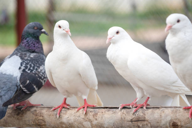 Pigeon flock on branch of tree