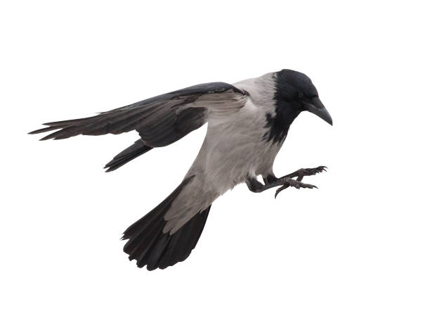 istock one grey crow in flight isolated on white 1141657161