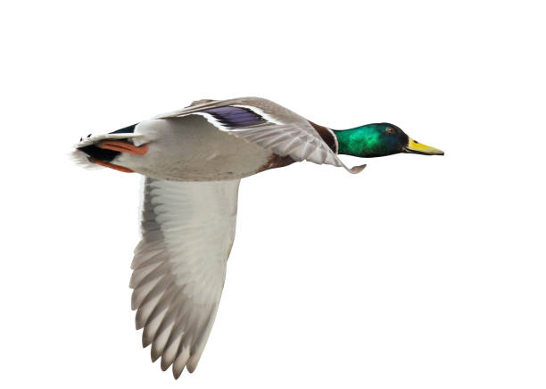 istock isolated one green head mallard duck drake in flight 1141657334