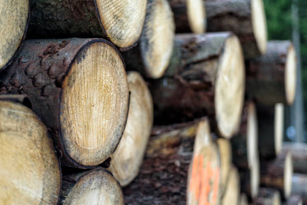 istock fresh pieces of wood in a forest 1141658130