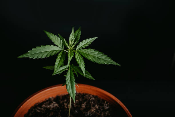 istock Young cannabis plant in the pot black background 1141658548