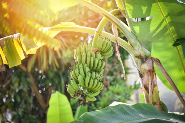 banane verte sur l’arbre dans le verger de fruit tropical de jardin - banana tree photos et images de collection