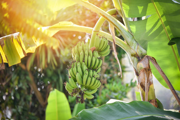 果樹園のトロピカルフルーツの木にグリーンバナナ - green banana tree banana tree ストックフォトと画像