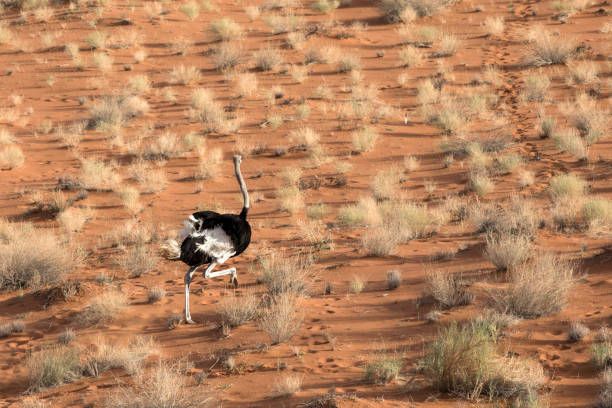 istock Ostrich in Sossusvlei, Sesriem, Namibia. 1141658993