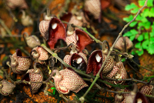 Aristolochia salvadorensis carnivorous tropical plant