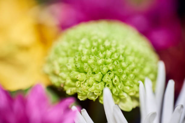 close-up of single green chrysanthemum flower in wedding bouquet - chrysanthemum macro close up single object stock-fotos und bilder