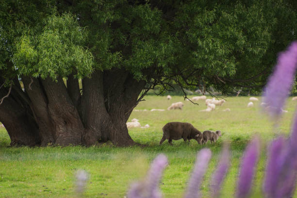 Sheep under the shadow of a tree there are two sheep under the tree. sheep flock stock pictures, royalty-free photos & images