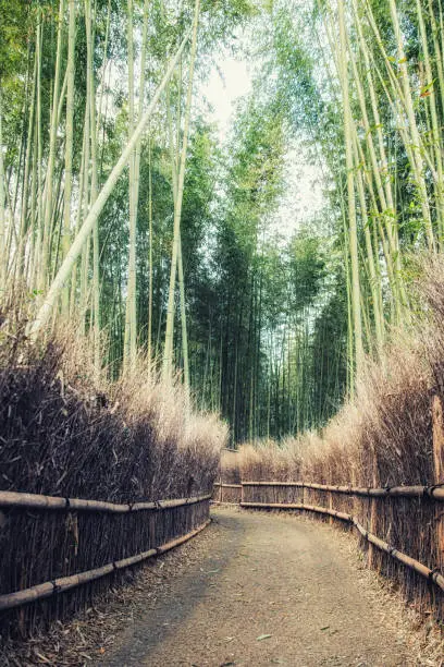 Photo of Arashiyama bamboo forest in Kyoto Japan