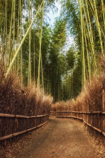 Photo of Arashiyama bamboo forest in Kyoto Japan