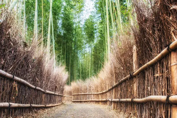 Photo of Arashiyama bamboo forest in Kyoto Japan