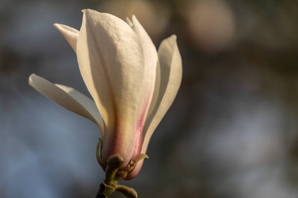 istock Spring macro of Bud white Magnolia flower on blurred gray background. Selective focus. There is a place for your text. Nature concept for design 1141664888
