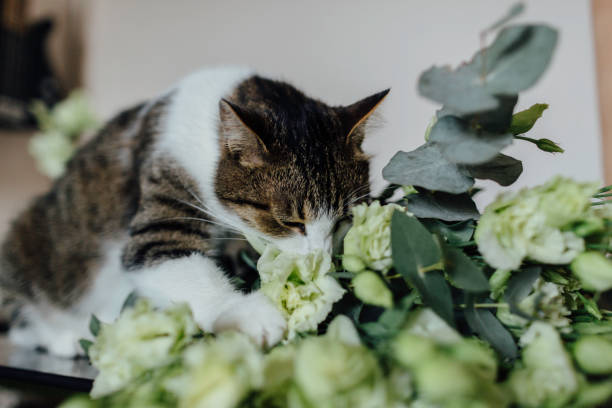 istock Cat sniffs a bouquet of flowers 1141665876