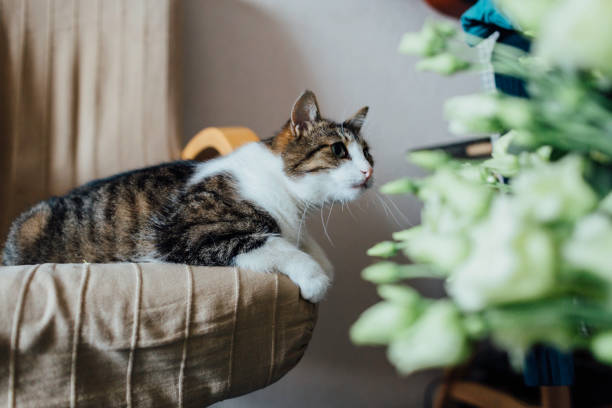 istock Cat sniffs a bouquet of flowers 1141665993
