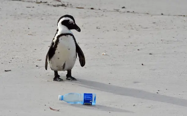 Photo of Penguin and plastic.