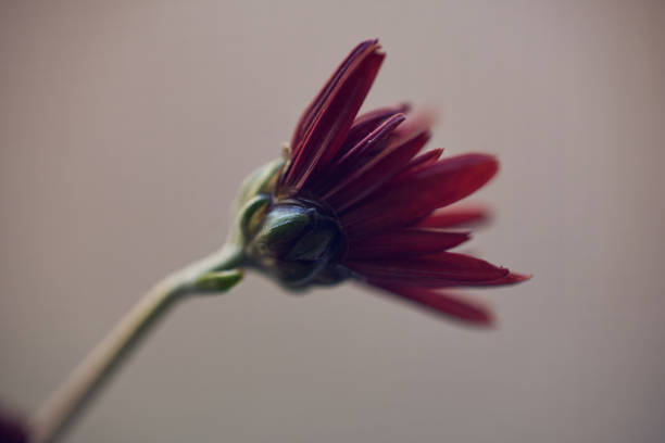 close-up of single delicate red chrysanthemum flower on blurred background at sunset - chrysanthemum macro close up single object stock-fotos und bilder