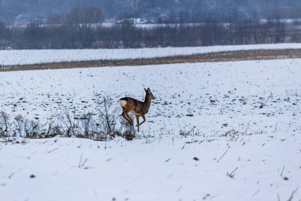 istock wild deer spotted in winter field 1141668252