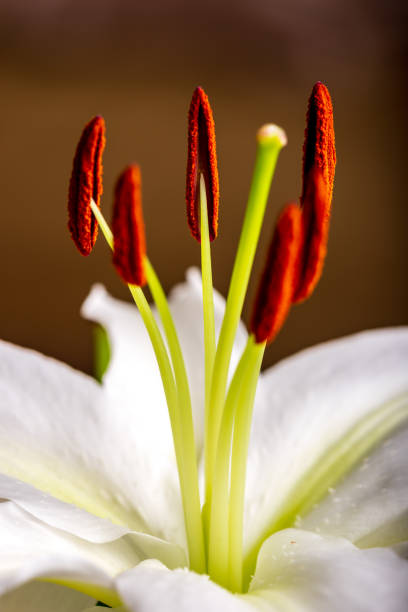 istock colorful flowers on black background. studio composition 1141668361