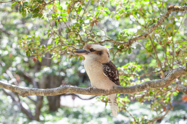 istock Kookaburra on tree branch on bright summer day 1141668728