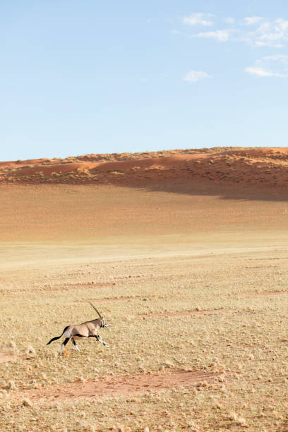 istock Oryx in the Namibian desert, Sesrium, Sossusvlei, Namibia. 1141669340