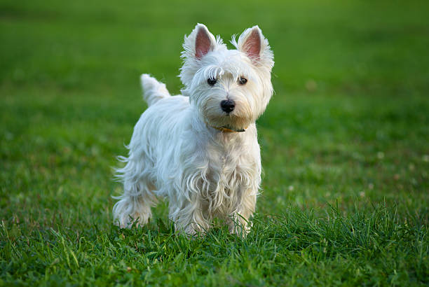 westie - pets friendship green small 뉴스 사진 이미지