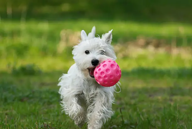 Westie playing with pink rubber ball 