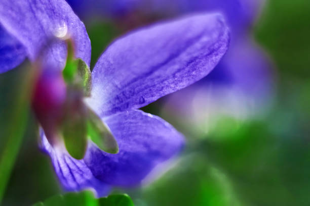 istock Closeup of violet shoots in warm sunlight 1141669665