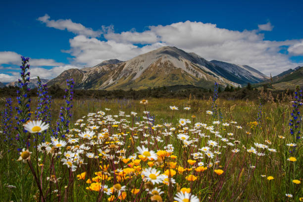 Flowers are blooming in summer over mountain Arthur's pass, New Zealand.