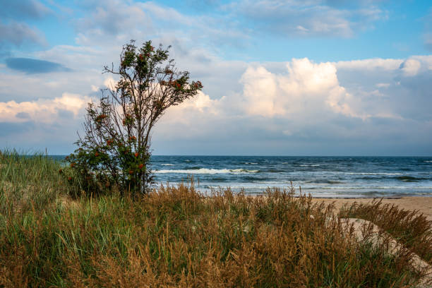 istock empty sea beach before storm with dramatic clouds and shadows from trees on the sand 1141671594