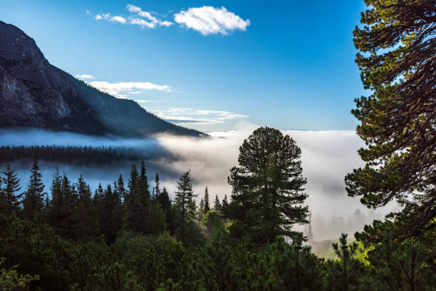 istock mist rising from valleys in forest in slovakia Tatra mountains 1141671738