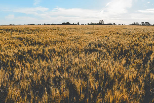 istock Pampean agriculture 1141672725
