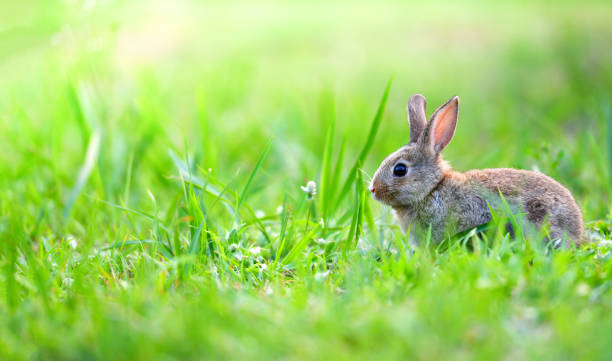 istock Cute rabbit sitting on green field spring meadow 1141673490