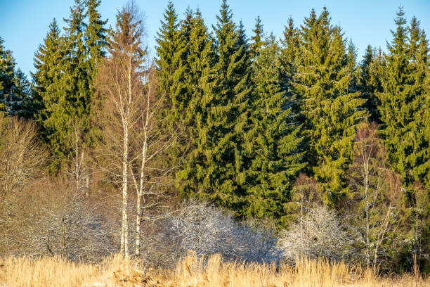 istock sunny day in forest in snowy winter time 1141674433