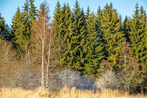 istock sunny day in forest in snowy winter time 1141674435