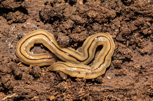 A close up of a Hammerhead Flatworm found in a garden in Connecticut