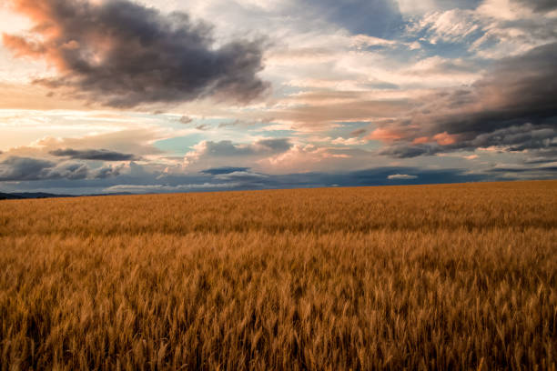 istock Sunset sky in Biei ,Hokkaido ,japan. 1141674909