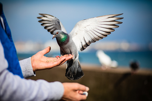 Man holding pigeon