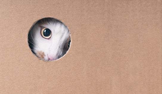 Tabby cat looking curious out of a hole in the cardboard box. Horizontal image with copy space.
