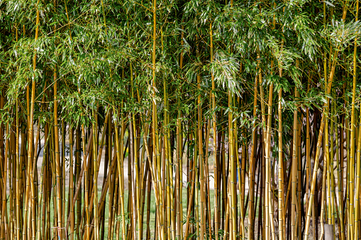 Live bamboo plants