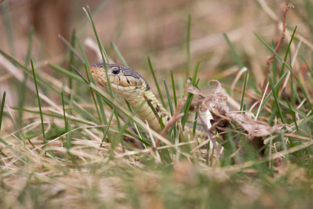 Garter Snake in the Grass stock photo