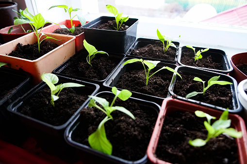 young sprouts of sweet pepper in square pots of brown and black color on the window