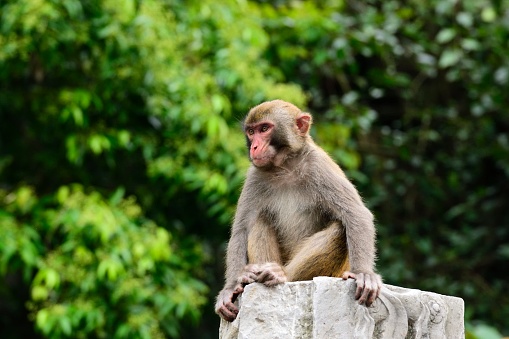 A young monkey sits on a peristele .
This is a wild macaque population,They live in the hills and  woods 
of Guilin,It already has more than 43 years.
Because people's care and love,The wild population is growing.