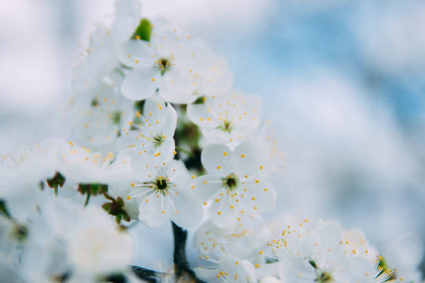 istock spring background of a blooming white tree 1141681488