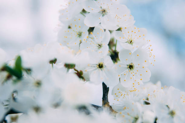 istock spring background of a blooming white tree 1141681567