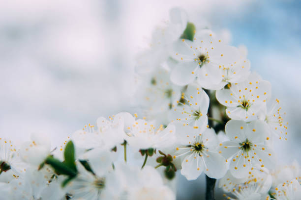 istock spring background of a blossoming cherry tree on a sunny day 1141681589