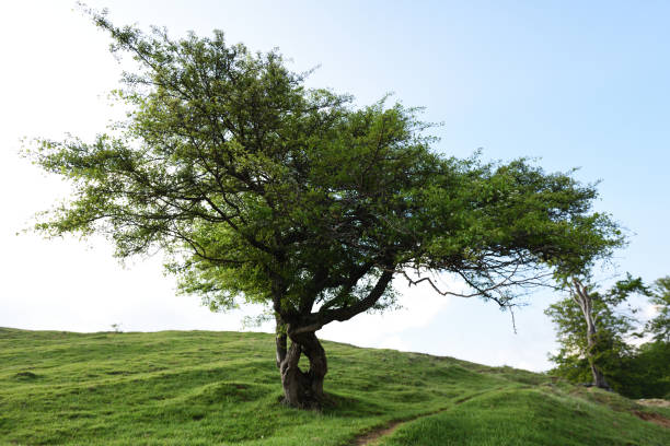 Árvore do solitário em um campo verde - foto de acervo