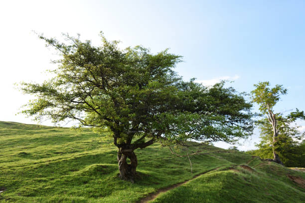 Árvore do solitário em um campo verde - foto de acervo