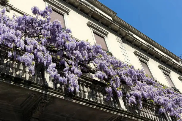 Wisteria Vine may take several years for one of these plants to blossom