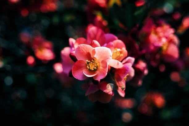 Japanese quince flowers. Chaenomeles, small red flowers in spring