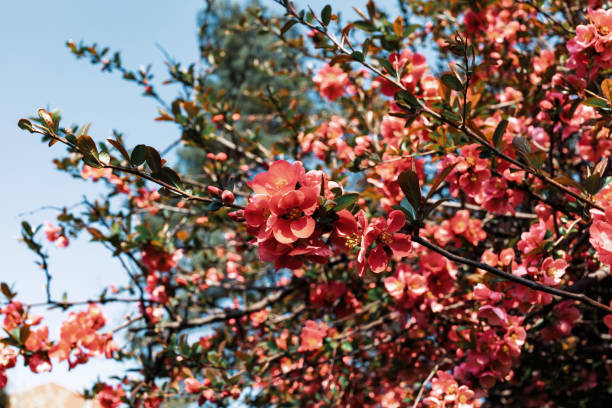 istock Japanese quince flowers 1141682034